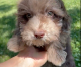 Havapoo Puppies For Sale Puppy Love PR